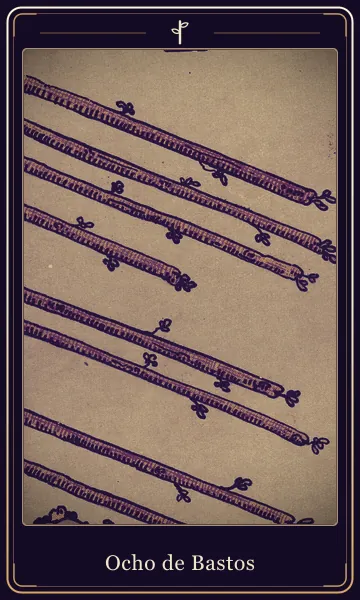 Ocho de Bastos, carta del tarot
